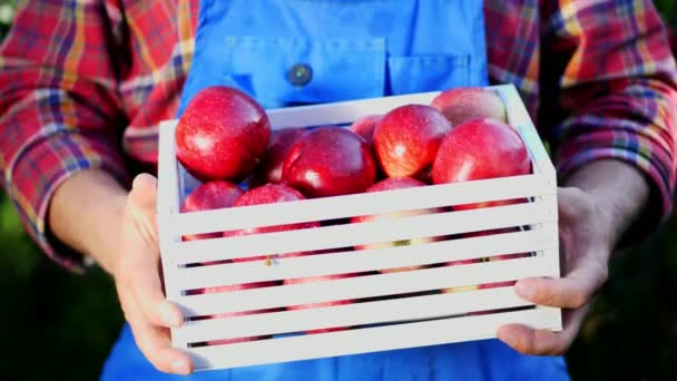 Man händerna håller en trälåda med nyskördade mogna ekologiska äpplen i solsken ljus, på gård i orchard, en solig höstdag. Jordbruk och Trädgårdsskötsel koncept. Hälsosam kost. — Stockvideo