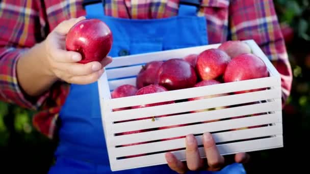 Мужчины держат в руках деревянную коробку со свежесобранными спелыми органическими яблоками в солнечном свете, на ферме в саду, в солнечный осенний день. Сельское хозяйство и садоводство. Здоровое питание . — стоковое видео