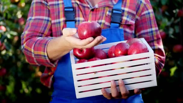 Male hands holding a wooden box with freshly harvested ripe organic apples in sunshine light, on farm in orchard, on a sunny autumn day . Agriculture and gardening concept. Healthy nutrition. — Stock Video