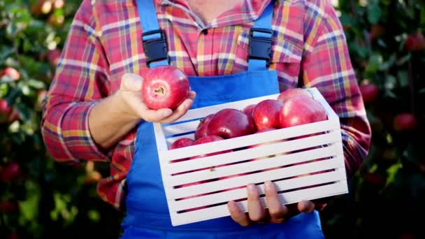果樹園の農場で晴れた秋の日の光、太陽の下で熟した新鮮な収穫の有機リンゴの木箱を保持している男性の手します。農業・園芸の概念。健康的な栄養. — ストック動画
