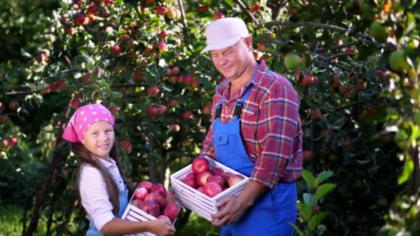 Picking Jabłka na farmie, w ogrodzie. w upalny, słoneczny jesienny dzień. portret rodziny rolników, Tata i Córka, trzymając w rękach drewniane skrzynie z dojrzałych jabłek ekologicznych, uśmiechając się, — Wideo stockowe