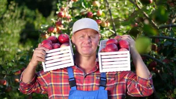 Портрет красивого мужчины-фермера, держащего деревянные коробки с красными спелыми органическими яблоками, улыбающегося. Сбор яблок на ферме в саду, в жаркий солнечный осенний день — стоковое видео
