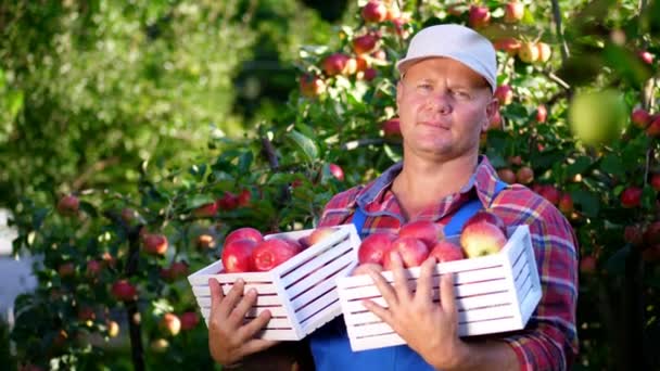 Porträt eines gutaussehenden männlichen Bauern, der lächelnd eine Holzkiste mit roten reifen Bio-Äpfeln in der Hand hält. Äpfel pflücken auf dem Hof im Obstgarten, an einem heißen, sonnigen Herbsttag — Stockvideo