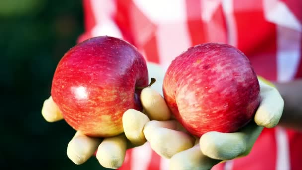 特写, 新鲜的红色苹果在阳光下采摘。农民手拿手套抱着两个成熟的红苹果, 农业和园艺的概念。健康营养. — 图库视频影像