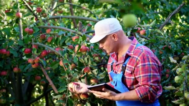 A férfi farmer vagy agronómus megvizsgálja a betakarítás, alma, teszi a jegyzetek a tabletta. gazdaságban, kertben. napsütéses nyári napon. Mezőgazdasági és kertészeti koncepció. Egészséges táplálkozás. — Stock videók