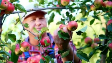 yakın çekim yakışıklı erkek çiftçi ya da Ziraat Mühendisi, güneşli sonbahar gününde orchard, grupta elma toplama portresi. bir ahşap kutu kırmızı elma, gülümseyen ile tutarak. Tarım ve Bahçe kavramı
