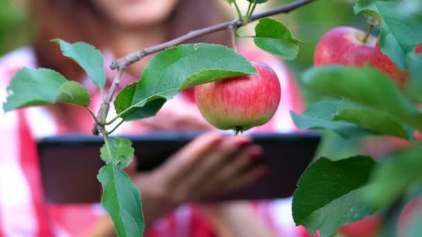 Detail, apple visí na větvi, Žena farmáře nebo agronom zkoumá sklizeň jablek, dělá poznámky v tabletu. v zahradě farmy. na slunečný letní den. Zemědělství a zahradnictví — Stock video