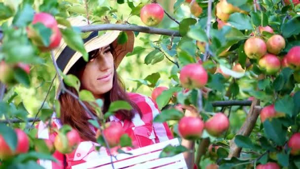 Primo piano, ritratto di donna contadina o agronomo che indossa un cappello, raccogliendo mele in fattoria nel frutteto, nella soleggiata giornata autunnale. regge una scatola di legno con mele rosse, sorridente. Agricoltura e giardinaggio concetto — Video Stock