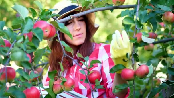 Primer plano, retrato de mujer agricultora o agrónoma con sombrero y guantes, recogiendo manzanas en la granja en el huerto, en el soleado día de otoño. sosteniendo una caja de madera con manzanas rojas, sonriendo. Agricultura y — Vídeo de stock