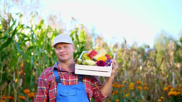 Usmívající se muž farmář v kostkované košili a klobouk drží box s různými čerstvou zeleninou, sklizeň. pozadí z kukuřičného pole, na farmě, zeleninová zahrada, slunečný letní den. — Stock video