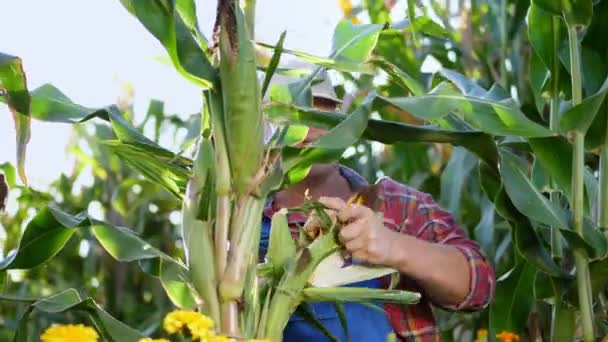 Agricultor en camisa a cuadros inspeccionando mazorca de maíz, comprueba la calidad del maíz en su campo en el día soleado de verano. un fondo de cultivo de maíz . — Vídeo de stock