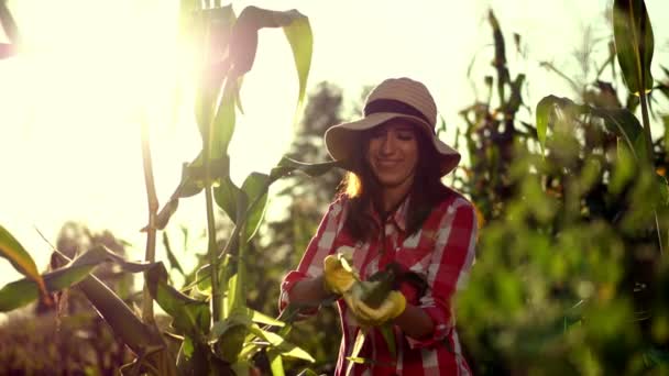 Agricultora sonriente en camisa a cuadros, guantes y sombrero inspeccionando mazorca de maíz, limpia el maíz de las hojas, comprueba la calidad del maíz en su campo en el soleado día de verano. antecedentes de cultivo de maíz . — Vídeo de stock