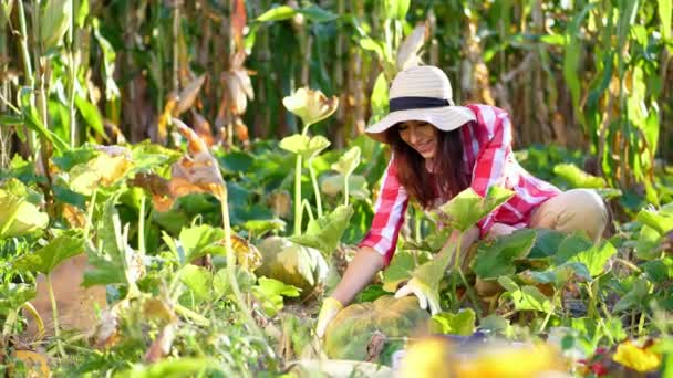 Grappig, glimlachend vrouwelijke boer in plaid shirt, handschoenen en hoed inspectie van haar tuin, plantaardig gebied, proberen te halen een grote pompoen, op zonnige zomerdag. groeiende maïs achtergrond — Stockvideo