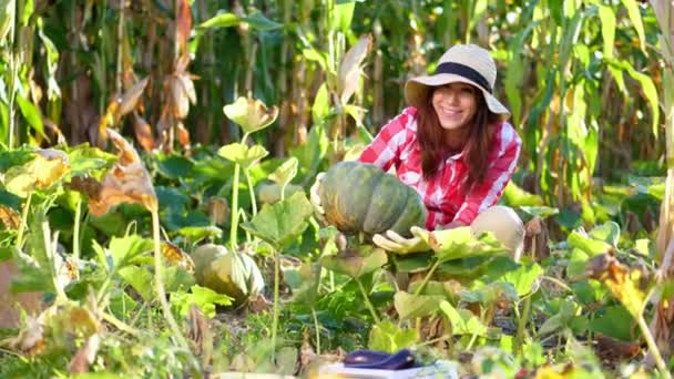 Divertida, sonriente agricultora con camisa a cuadros, guantes y sombrero inspeccionando su huerta, campo, tratando de recoger una calabaza grande, en el día soleado de verano. cultivo de maíz fondo — Vídeo de stock