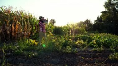 gün batımı, kadın çiftçi ekose gömlek ve alan, sebze Bahçe, tutar kutusu farklı taze sebze ile şapka yürür, hasat çiftlikte, yaz. Mısır tarlası arka plan .