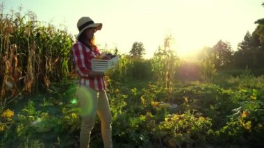 gün batımı, kadın çiftçi ekose gömlek ve alan, sebze Bahçe, tutar kutusu farklı taze sebze ile şapka yürür, hasat çiftlikte, yaz. Mısır tarlası arka plan .