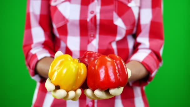 Primer plano, las manos de las agricultoras en guantes sostienen dos pimientos dulces amarillos y rojos recién recogidos. en Chromakey, fondo verde, en el estudio, concepto de nutrición saludable . — Vídeo de stock