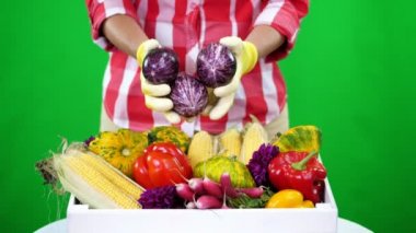 eldivenler, yakın çekim, kadın elinde studio sebze, patlıcan Chromakey, yeşil renkli ve farklı sebze, dolu bir kutu üzerinde tutmak. sayma, kırpma sebze hasat kavramı