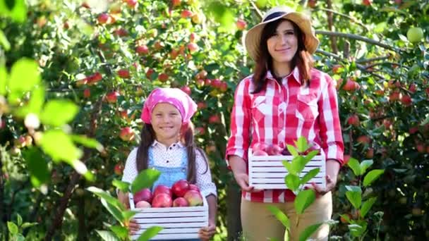 Apanhar maçãs na quinta, no jardim. no dia de outono quente e ensolarado. retrato da família de agricultores, mãe e filha segurando em suas mãos caixas de madeira com maçãs orgânicas maduras vermelhas, sorrindo , — Vídeo de Stock