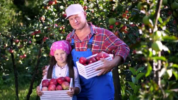 Recogiendo manzanas en la granja, en el jardín. en el caluroso y soleado día de otoño. retrato de familia de agricultores, padre e hija sosteniendo en sus manos cajas de madera con manzanas orgánicas maduras rojas, sonriendo , — Vídeo de stock