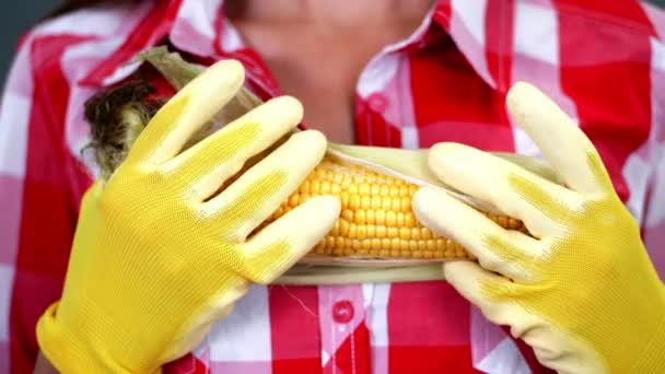 Gros plan, les agricultrices mains dans les gants tiennent grande épi de maïs. sur fond chemise à carreaux, en studio, Concept de nutrition saine. association sexuelle avec la nourriture — Video