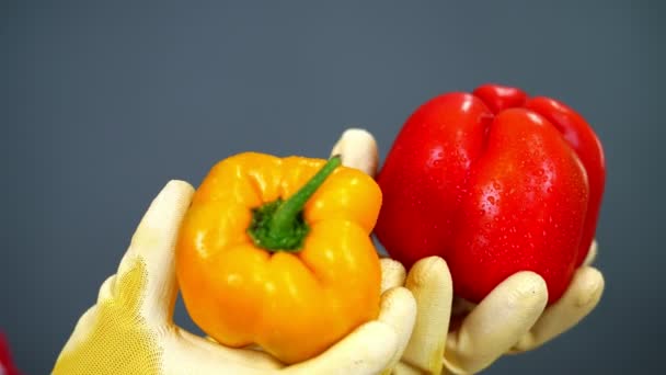 Primer plano, las manos de las agricultoras en guantes sostienen un par de pimientos dulces sobre fondo gris, en el estudio, concepto de nutrición saludable . — Vídeos de Stock