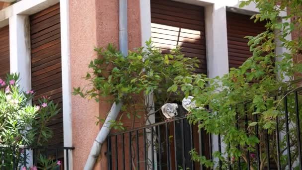 VENICE, ITALY - JULY 7, 2018: on the balcony, among the greenery, two white doves sit and clean their feathers — Stock Video