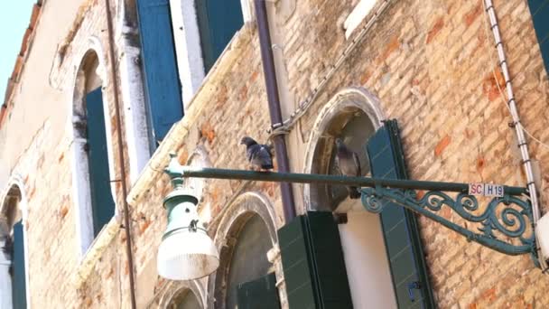 Venedig, Italien - 7. Juli 2018: wunderschöne antike Architektur Venedigs. zwei Tauben, Tauben sitzen auf einer Straßenlaterne — Stockvideo
