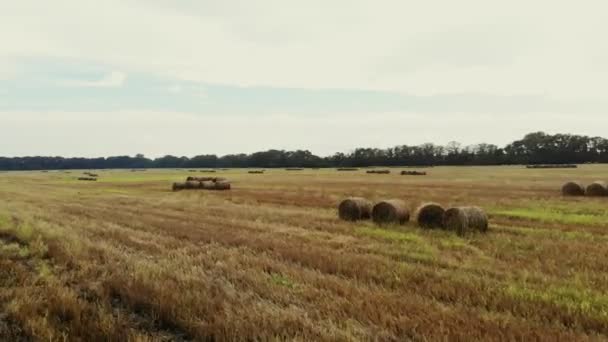 어로 비디오 촬영입니다. 수확 후 mown 밀의 큰 필드. 많은 단, 짚의 큰 꾸러미 하루 여름 — 비디오