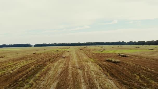 Аэровидеосъемка. большое поле кошеной пшеницы, после сбора урожая. много снопов, больших тюков соломы. день лето — стоковое видео