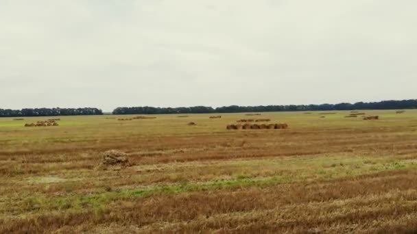 Аэровидеосъемка. большое поле кошеной пшеницы, после сбора урожая. много снопов, больших тюков соломы. день лето — стоковое видео
