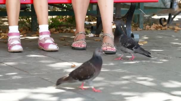 VENICE, ITÁLIA - JULHO 7, 2018: close up, turistas alimentam pombos de mãos, em Veneza. Pombos domesticados — Vídeo de Stock