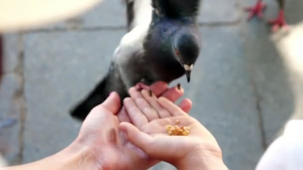 VENECIA, ITALIA - 7 DE JULIO DE 2018: de cerca, los turistas alimentan palomas de las manos, en Venecia. palomas mansas — Vídeos de Stock