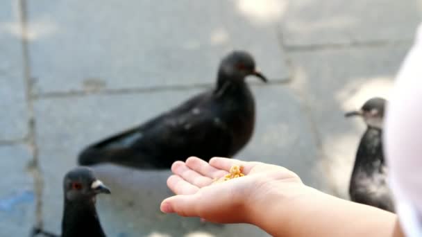VENEZIA, ITALIA - 7 LUGLIO 2018: da vicino, i turisti nutrono i piccioni dalle mani, a Venezia. piccioni addomesticati — Video Stock