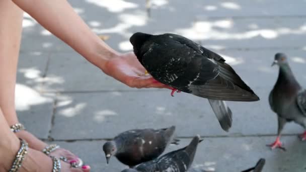 Benátky, Itálie - 7 července 2018: zavřít, turisté krmení holubů z rukou, v Benátkách. krotký holubů — Stock video