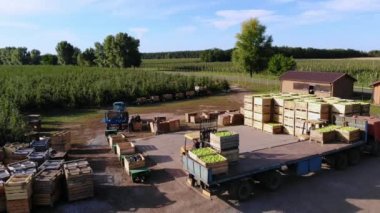 elma, küçük yükleyici, forklift kamyon, makineleri yük büyük bir kamyon, vagon yeşil elma dolu büyük ahşap kutular ile hasat. üstten görünüm, aero video.