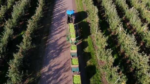 Jabloňový sad, sklizeň jablek, traktor s sebou nese velké dřevěné bedny plné zelených jablek, pohled shora, aero video — Stock video