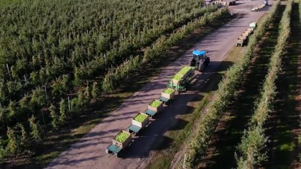 Appelboomgaard, oogst van appels, trekker draagt grote houten dozen vol groene appels, bovenaanzicht, aero video — Stockvideo