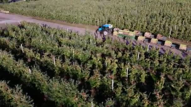 verger de pommes, récolte de pommes, tracteur porte de grandes boîtes en bois pleines de pommes vertes, vue du dessus, aéro video 