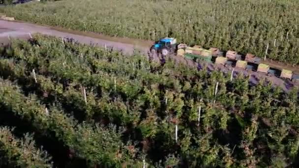 Appelboomgaard, oogst van appels, trekker draagt grote houten dozen vol groene appels, bovenaanzicht, aero video — Stockvideo