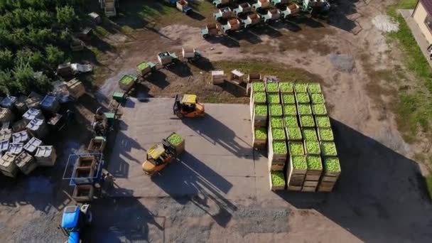 Récolte de pommes, petites chargeuses, chariots élévateurs, machines chargent, mettre de grandes boîtes en bois pleines de pommes vertes les uns sur les autres. vue de dessus, aéro vidéo . — Video