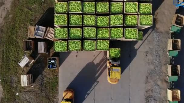 Hasat elma, forklift kamyon yük, büyük ahşap kutuları üst üste yeşil elma dolu koymak. Ahşap kasa yıllık hasat döneminde olgun elma dolu. üstten görünüm, aero video. — Stok video