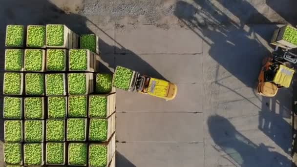 Cosecha de manzana fresca recogida en la granja. cargadoras pequeñas, carretillas elevadoras, máquinas de carga, poner grandes cajas de madera, contenedores llenos de manzanas verdes uno encima del otro. vista superior, aero video . — Vídeos de Stock