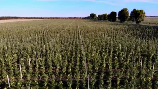 Grande campo de pomar de maçã, empresa agrícola, seleção de maçãs. Planta para o processamento de maçãs. Colheita de maçã, início do outono. aero vídeo — Vídeo de Stock