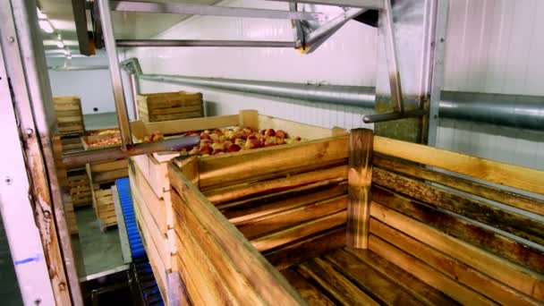 O processo de lavagem de maçãs em uma fábrica de produção de frutas. caixas de madeira com maçãs imersas em água em banho especial, banheira de embalagem no armazém de frutas. A classificar maçãs na fábrica. indústria alimentar — Vídeo de Stock