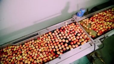 taze elma hasat aldı. Elma meyve üretim tesisi, özel banyo, meyve ambarında ambalaj küvet yıkama işlemi. Elma fabrikada sıralama. Gıda Sanayi