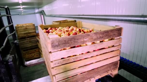 Навантажувач завантажує велику дерев'яну коробку, повну свіжих підібраних яблук на спеціальному обладнанні для миття яблук, на заводі з виробництва фруктів, сортування яблук на заводі. харчова промисловість — стокове відео