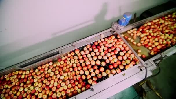 Färska plockade äpple skörd. Processen av tvätt äpplen i en frukt produktionsanläggning, särskilda bad, förpackning tub på frukt lager. Sortering äpplen på fabriken. livsmedelsindustrin — Stockvideo