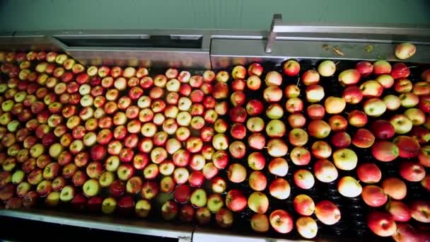 Récolte de pommes fraîches. Le processus de lavage des pommes dans une usine de production de fruits, Bain spécial, baignoire d'emballage à l'entrepôt de fruits. Tri des pommes à l'usine. industrie alimentaire — Video