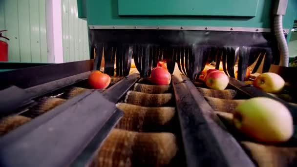 Equipamento em uma fábrica para secar e classificar maçãs. instalações de produção industrial na indústria alimentar — Vídeo de Stock